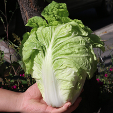 蔬菜